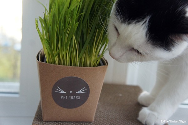 #PetGrass Eddie