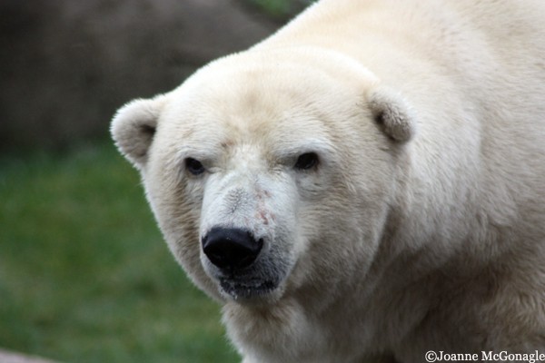 Polar Bear at zoo