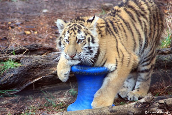 Tiger Cub playing