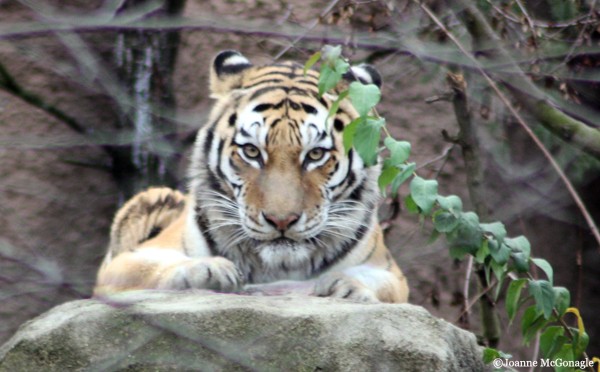 Tiger straight forward