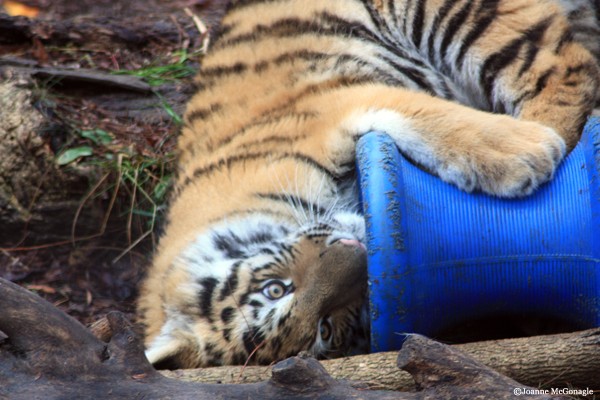 Tiger cub playing