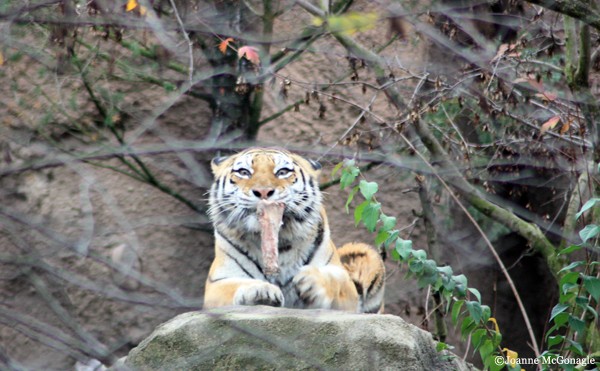 Tiger playing with bone