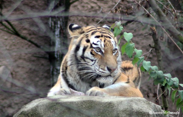 Tigers are obligate carnivores
