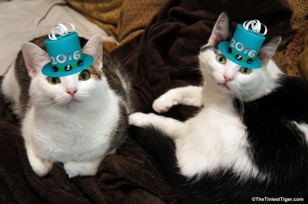 Annie and Eddie Tiny Hats for Tidy Cats