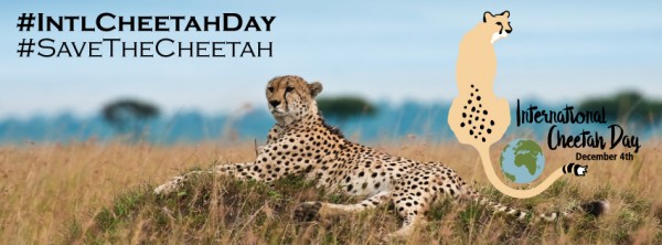 International Cheetah day