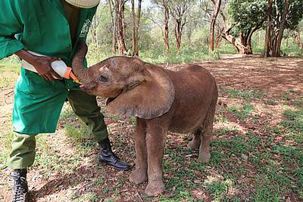 Four Elephants, One Rhino! #GivingTuesday