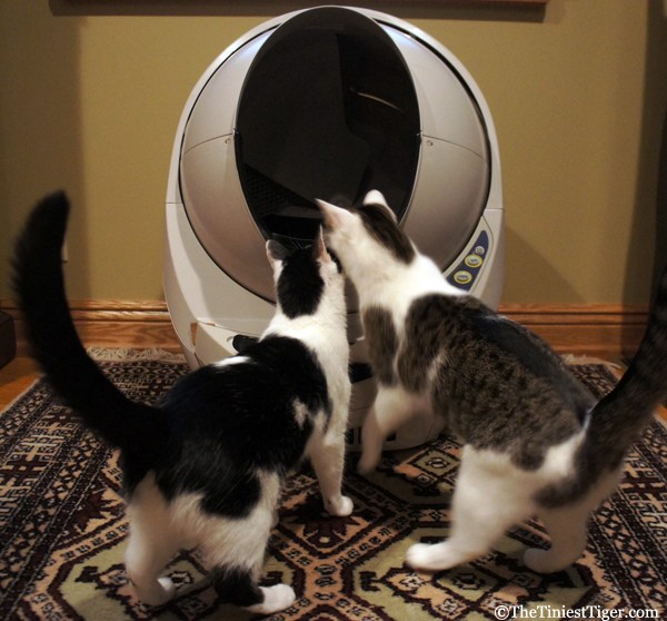 Annie and Eddie  cat poop in the litter robot