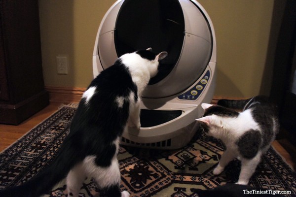 Eddie Annie look into litter robot