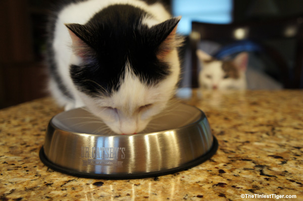 Dr catsby cat clearance bowl