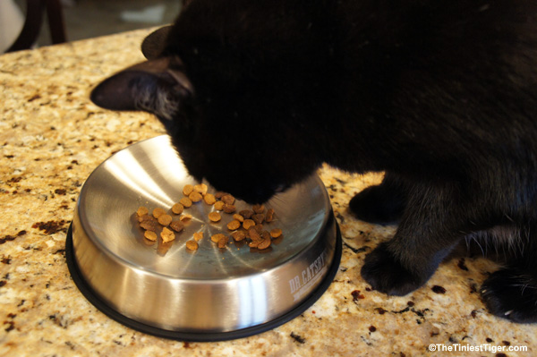 Mercy with Dr. Catsby's bowl