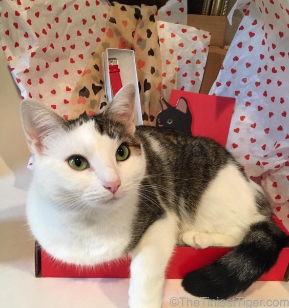 Annie in Valentines Gift Box