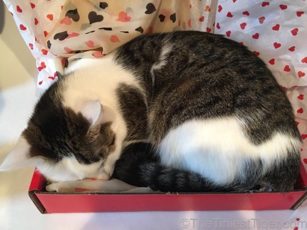 Annie sleeping in Valentine gift box