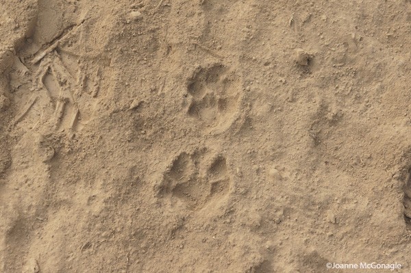 lion cub paws