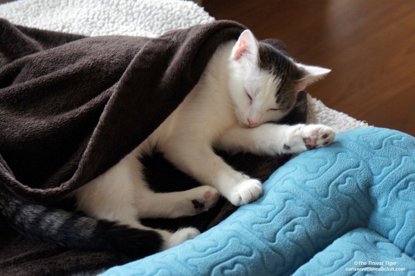 Annie sleeping on left side