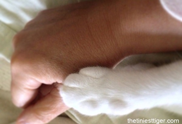 Annie's paw on my hand