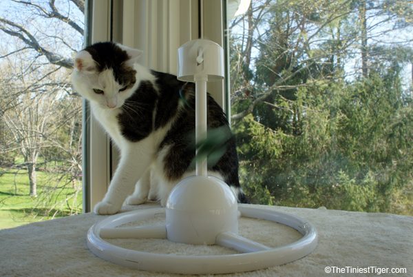 Cat and PetSafe Flitter toy