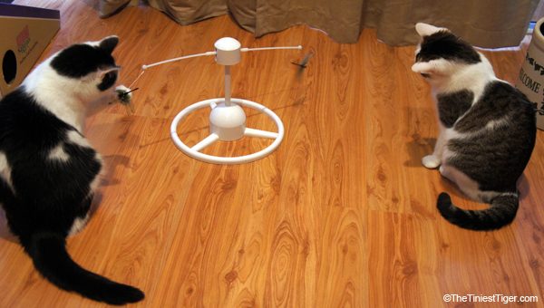 Cat plays with PetSafe's Flitter