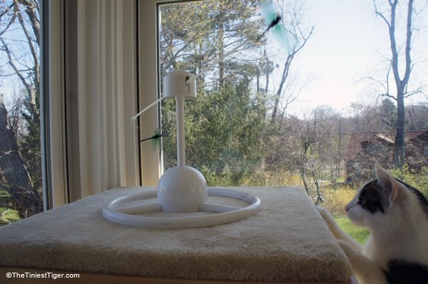 Cat checks out PetSafe's Flitter