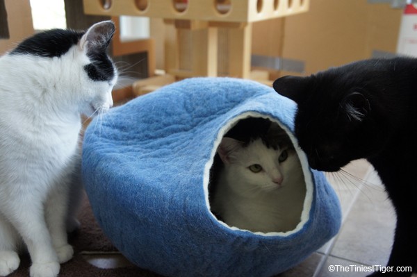Cats Check out the cat cave