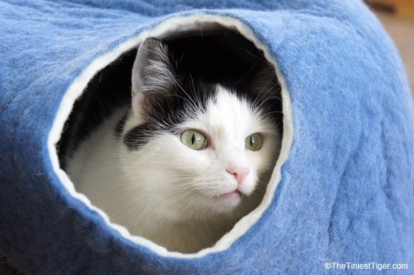 Cat in Kivikis Cat Cave