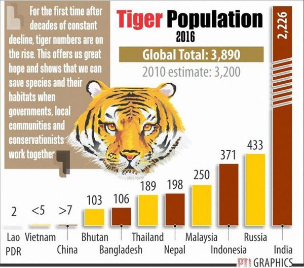 Experts Advise Caution To Reported Rising Tiger Population Numbers