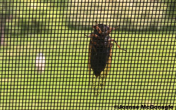 Cicada on sunroom screen