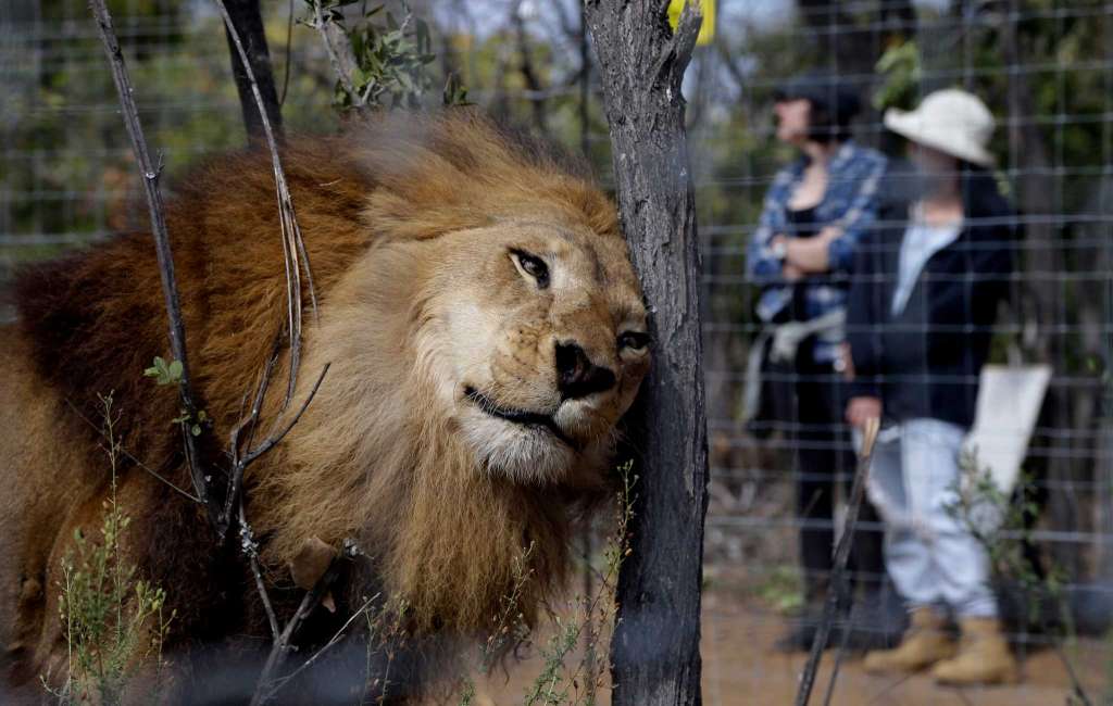 Rescued South American Circus Lions Find Sanctuary in South Africa