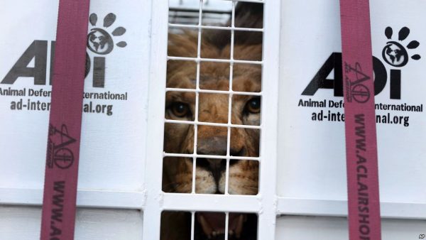 Rescued Circus lion in SA