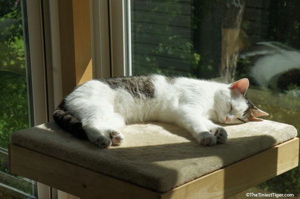 Sweet Annie sun puddle sleeping