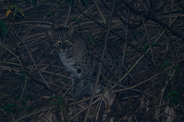 Javan Fishing Cat at night