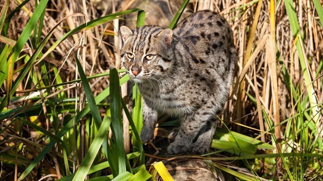 Rarest Cat in the World? Assessing the Javan Fishing Cat