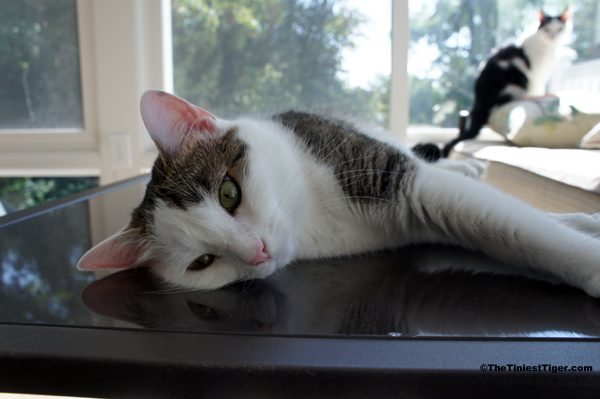 Annie on the coffee table in sunroom