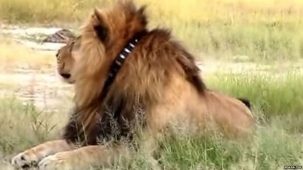 Ronna Tom image of lion with collar
