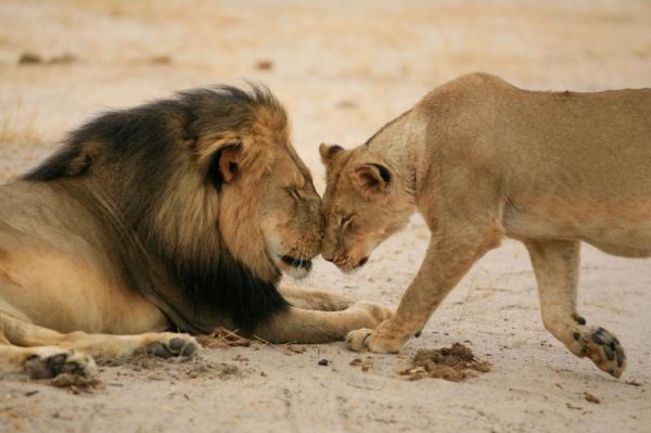 Male and female African Lion