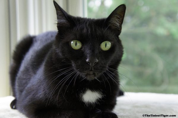 Mercy portrait in sunroom