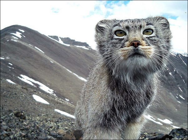 Pallas's Cat  Atlai Biosphere Reserve