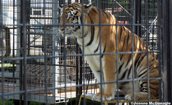 tiger in enclosure