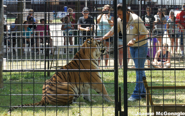 Vicenta's White Tigers