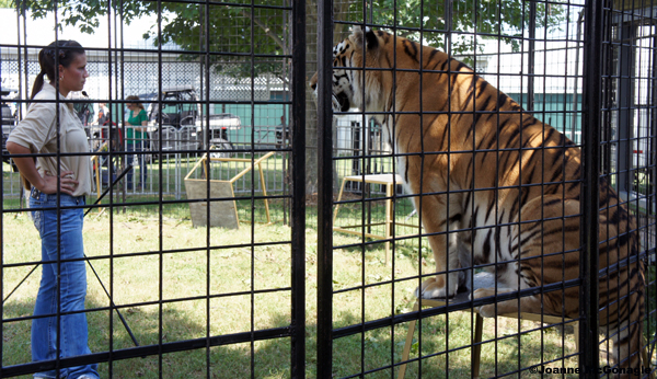 Tigers in cages