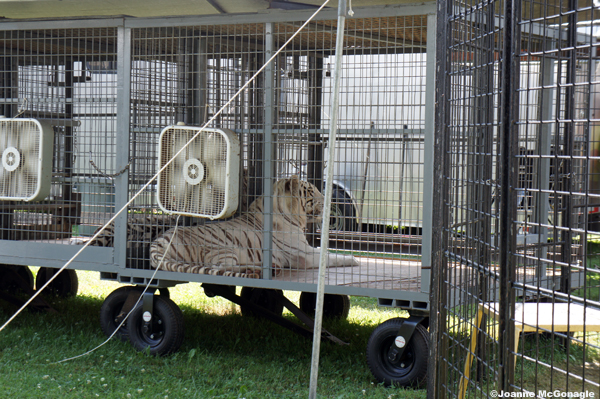 white tigers in cages