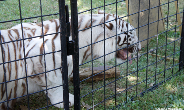 tiger panting