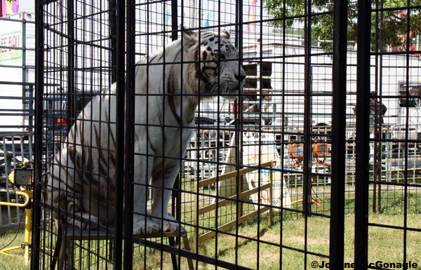 White Tiger at Perry County Fair