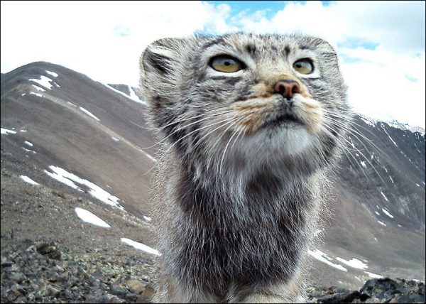 Fast Fact Attack: Endangered Species No. 99 – Pallas' Cat