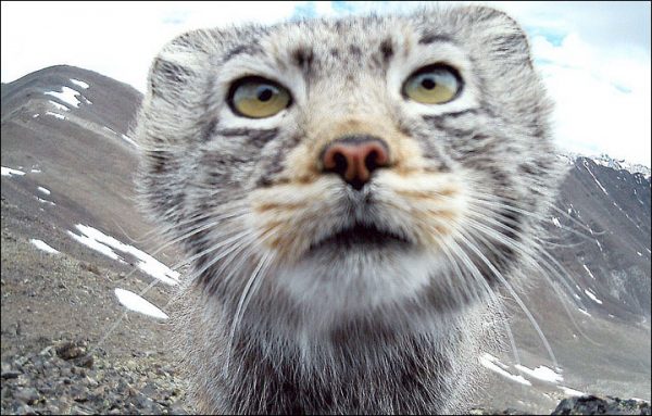 The Manul Cat Is The Most Expressive Cat In The World