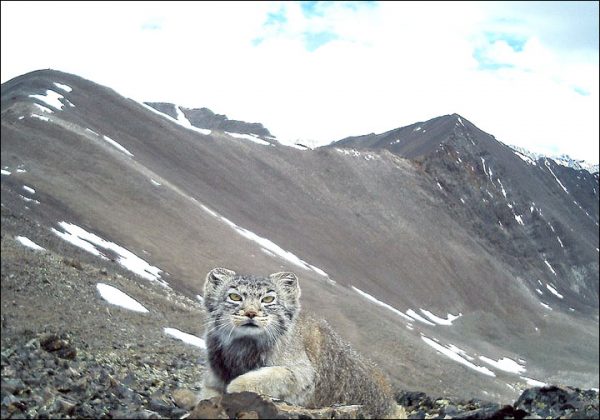 Atlai Biosphere Reserve   Pallas's Cat