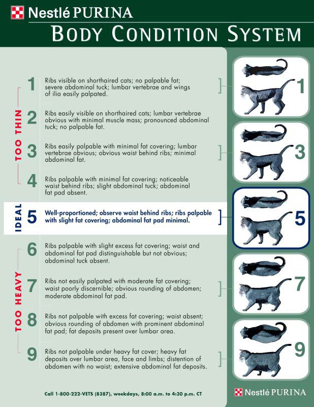 Purina Cat Body Condition Chart