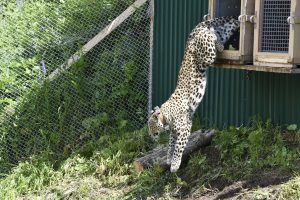 Leopard release into the Caucasus