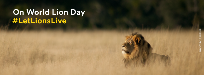 Pledge to Save Lions on World Lion Day #LetLionsLive