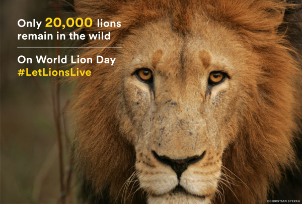 Panthera World Lion Day