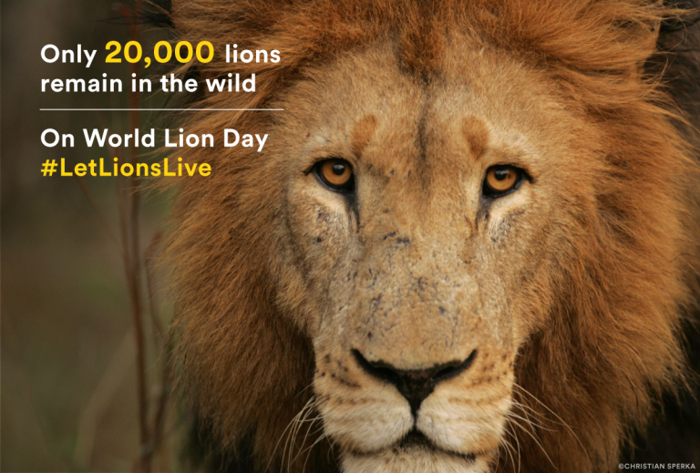 Pledge to Save Lions on World Lion Day LetLionsLive The Tiniest Tiger